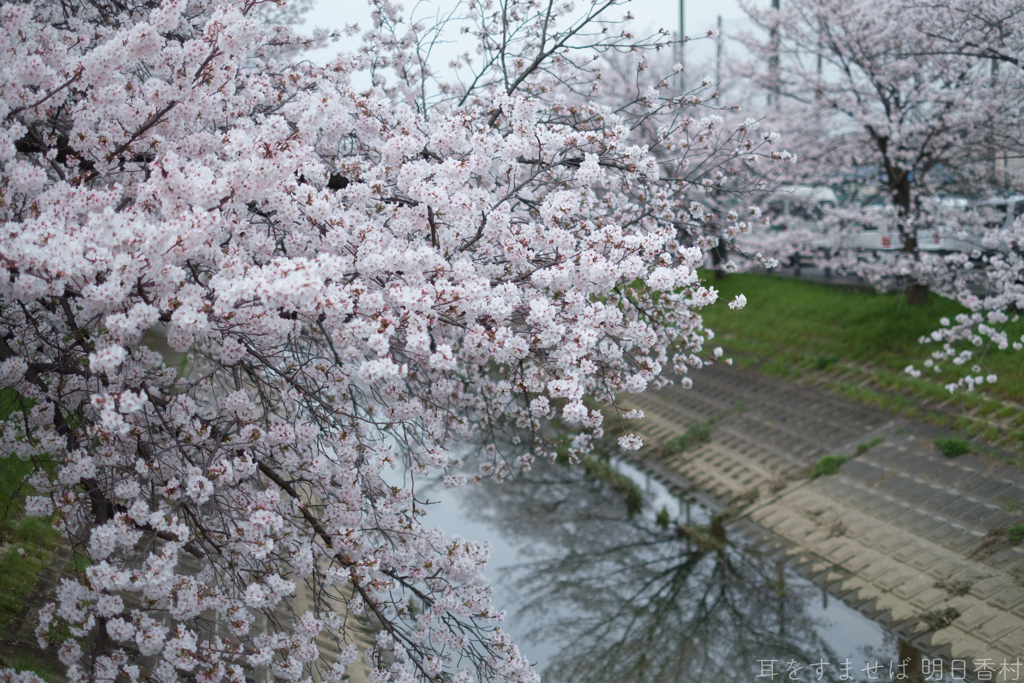 大和高田市　高田千本桜