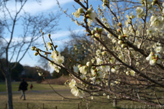 明日香村 大字平田( 国営飛鳥歴史公園 高松塚周辺地区 ) 明日香村 大字平田( 国営飛鳥歴史公園 高松塚周辺地区 )