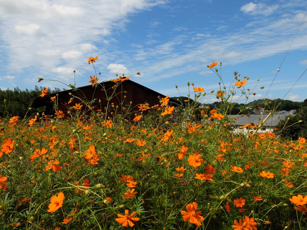 明日香村 大字御園