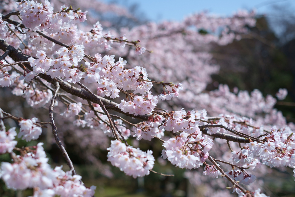 御所市楢原　九品寺のしだれ桜