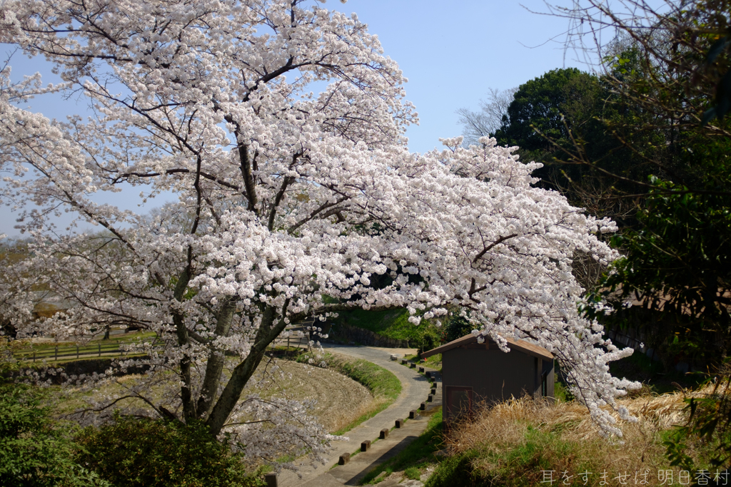明日香村　大字豊浦