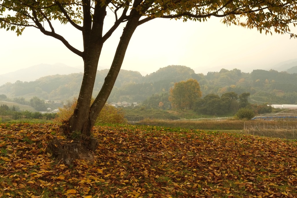 明日香村　国営飛鳥歴史公園 高松塚周辺地区