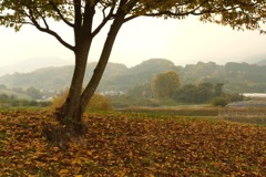 明日香村 国営飛鳥歴史公園 高松塚周辺地区 明日香村 国営飛鳥歴史公園 高松塚周辺地区