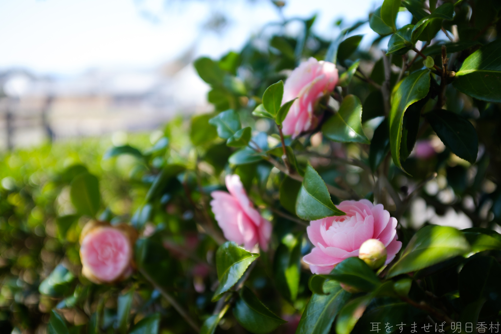 明日香村　大字豊浦