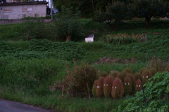 明日香村　大字立部