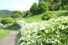 明日香村　大字大根田