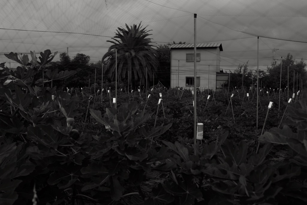 大阪府羽曳野市