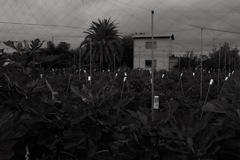 大阪府羽曳野市