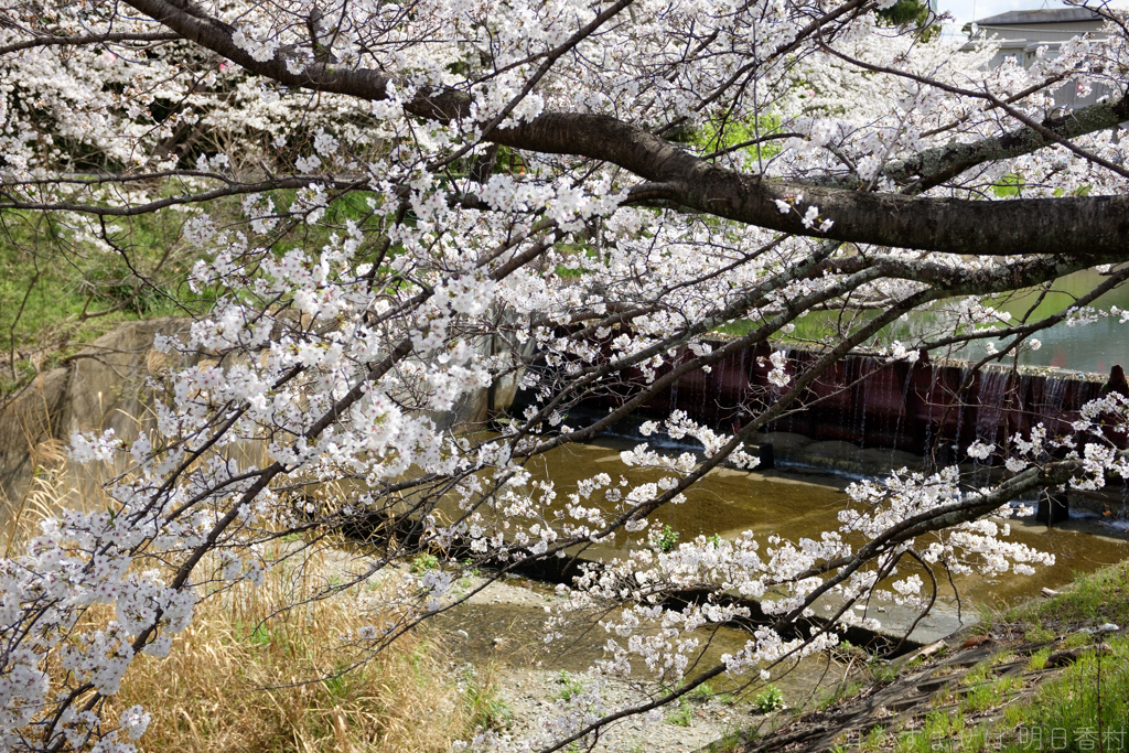 奈良県橿原市　飛鳥川沿いの桜