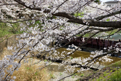 奈良県橿原市　飛鳥川沿いの桜
