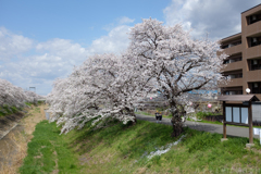 奈良県橿原市　飛鳥川沿いの桜