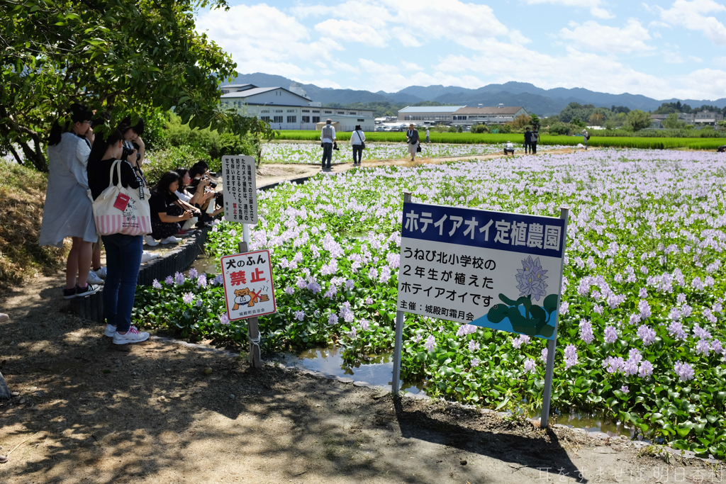 橿原市　城殿町（ 本薬師寺跡 ）