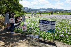 橿原市 城殿町( 本薬師寺跡 ) 橿原市 城殿町( 本薬師寺跡 )
