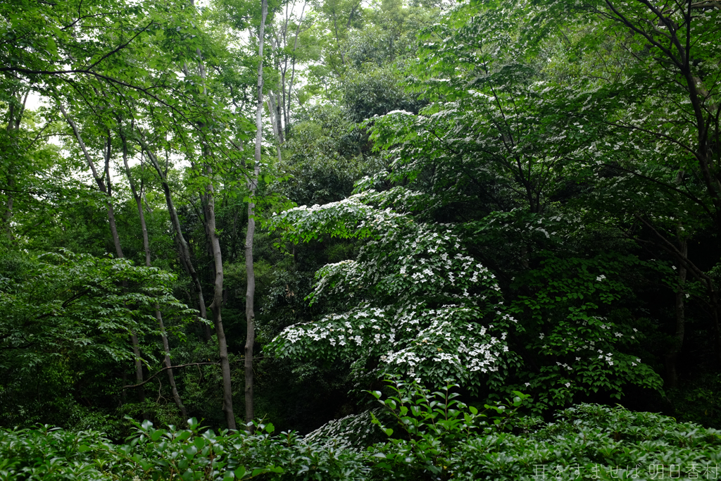 明日香村　大字豊浦（ 国営飛鳥歴史公園　甘樫丘地区 ）