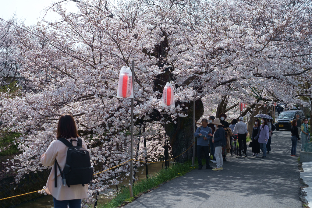 奈良市　佐保川沿いの桜