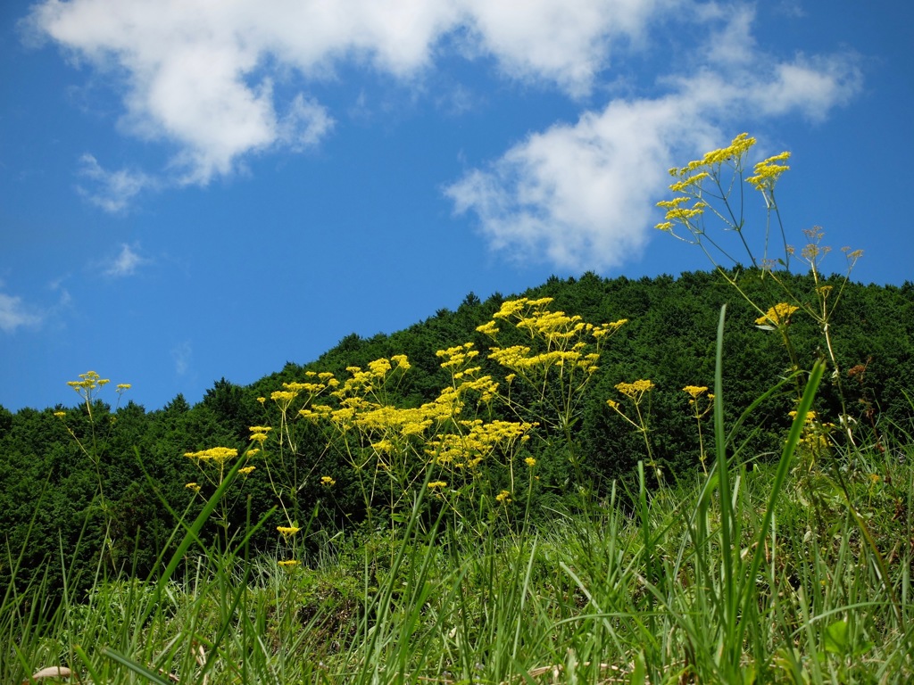 明日香村 尾曽（ おおそ ）