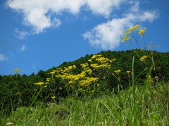 明日香村 尾曽（ おおそ ）