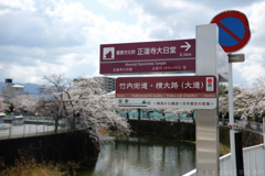 奈良県橿原市　飛鳥川沿いの桜