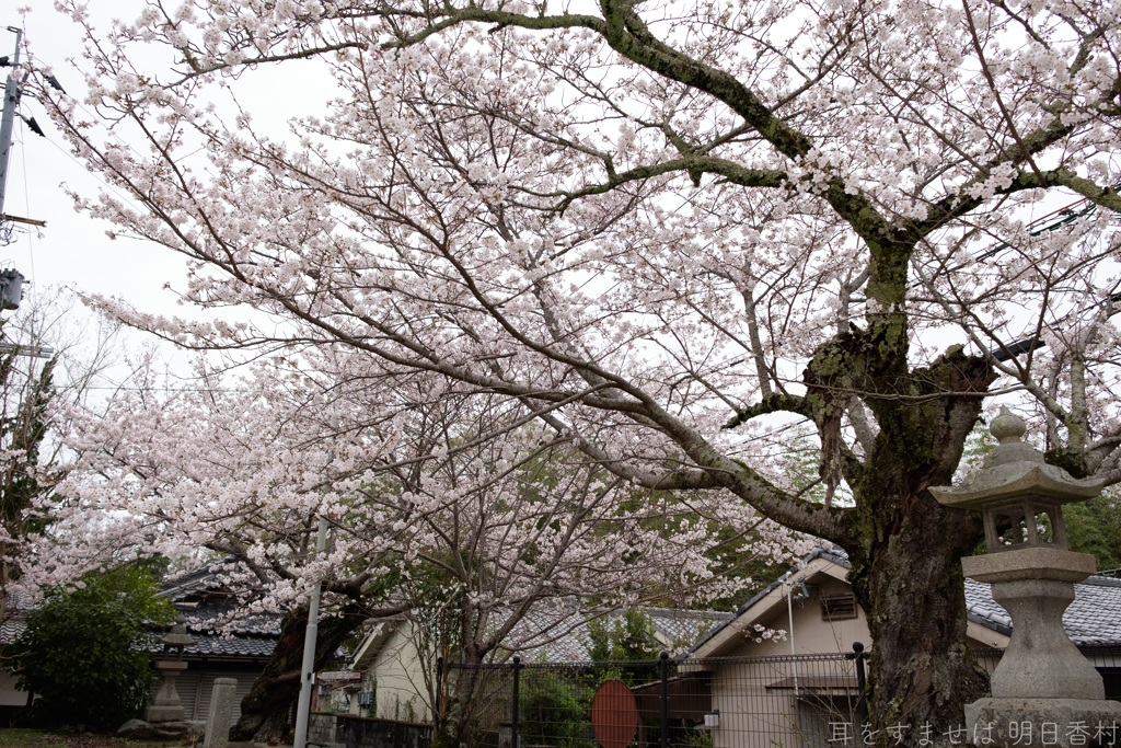 御所市 鳥井戸　妙相寺