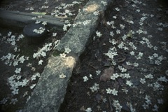 明日香村 大字豊浦 甘樫丘 明日香村 大字豊浦 甘樫丘