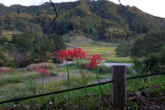 明日香村　大字稲渕