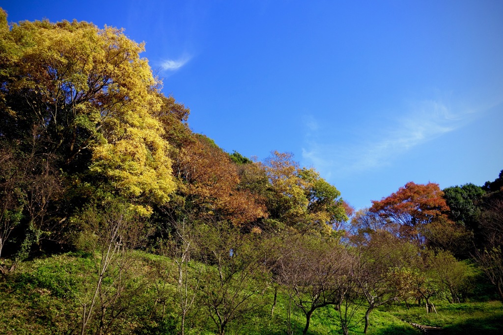 明日香村　大字豊浦（ 甘樫丘 ）