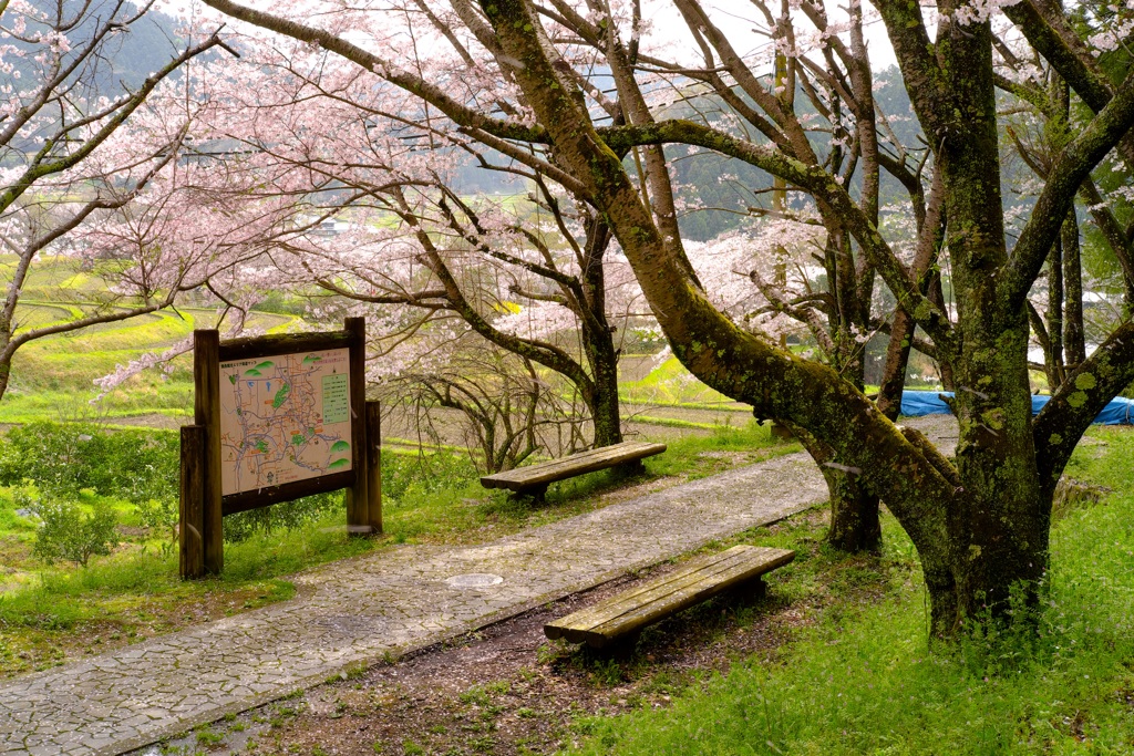 明日香村　大字島庄