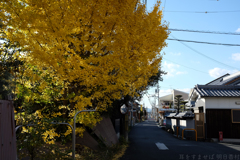 橿原市　日本最古の官道 横大路