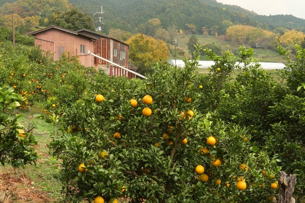 明日香村 　国営飛鳥歴史公園 高松塚周辺地区