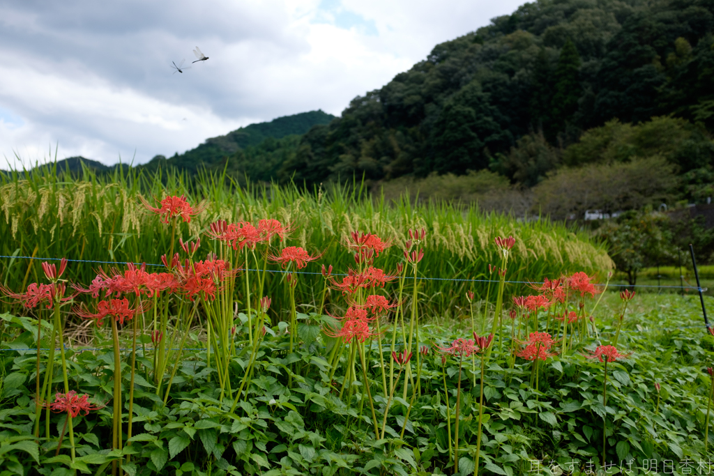明日香村　大字稲渕
