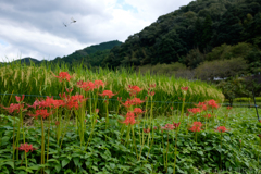 明日香村　大字稲渕