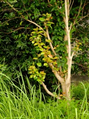 明日香村 岡 明日香村 岡