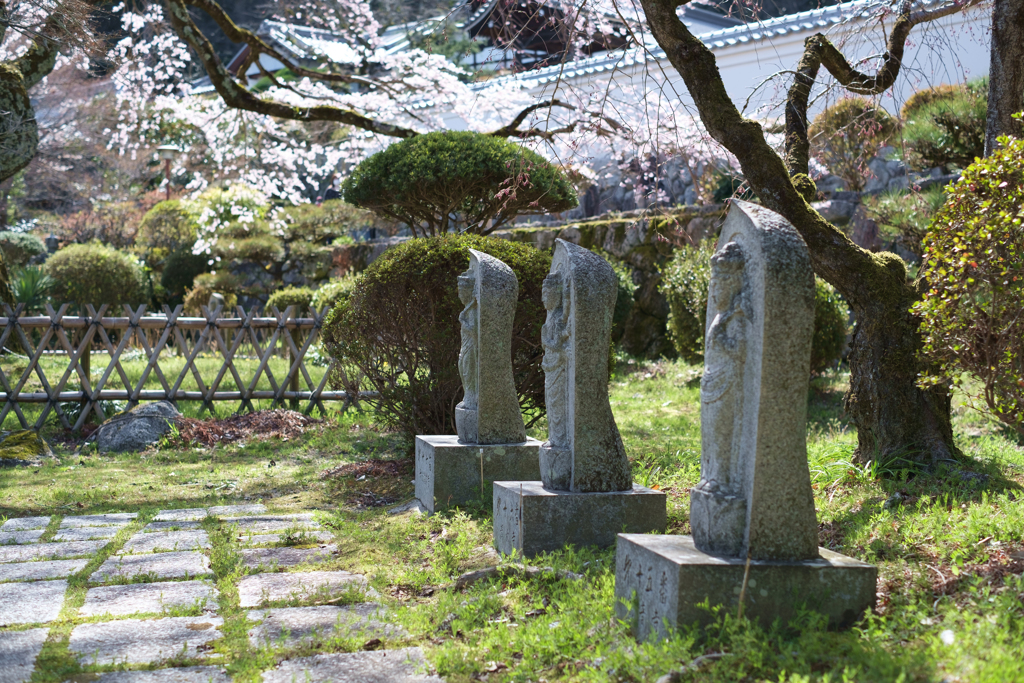 御所市楢原　九品寺のしだれ桜