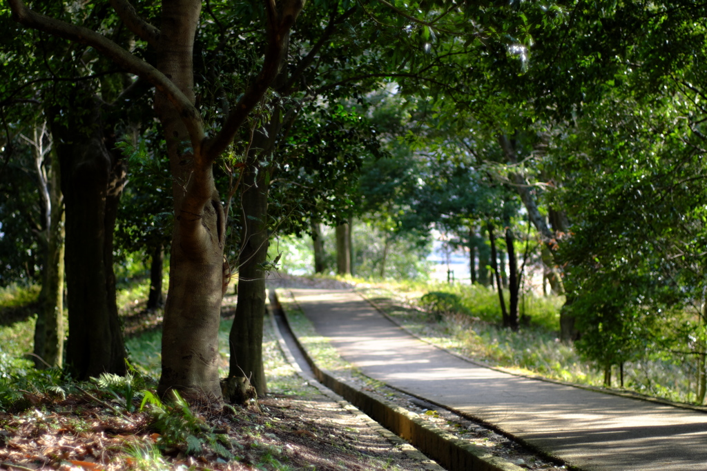 明日香村　大字豊浦　甘樫丘