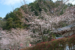 明日香村 大字岡 明日香村 大字岡