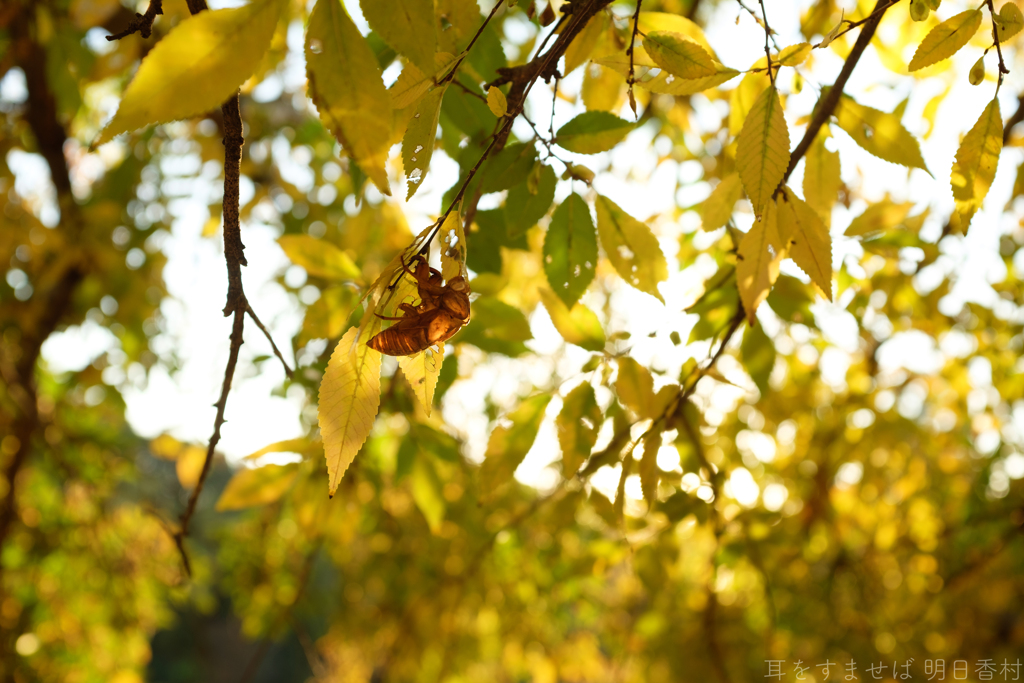 明日香村　大字檜前　国営飛鳥歴史公園キトラ古墳周辺地区