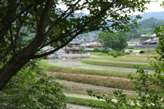 明日香村　大字稲渕