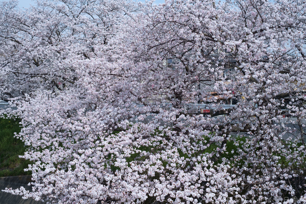 橿原市　飛鳥川沿いの桜