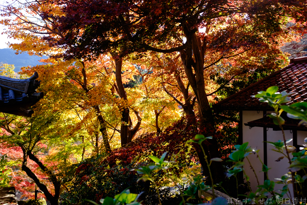 奈良県桜井市　長谷寺