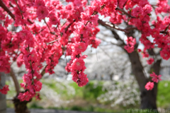 奈良県橿原市　飛鳥川沿いの桜