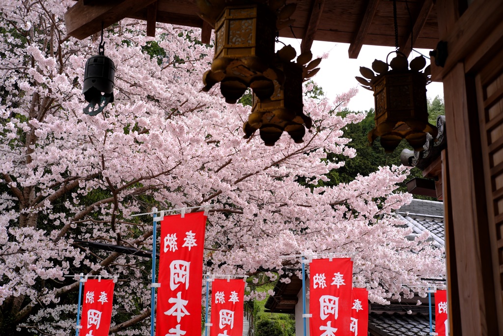明日香村　大字岡　岡本寺