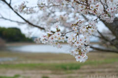 奈良県橿原市　万葉の森