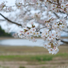 奈良県橿原市　万葉の森