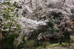 明日香村　大字豊浦　甘樫丘