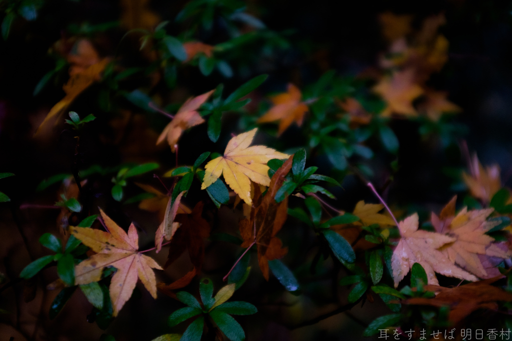 明日香村　大字岡