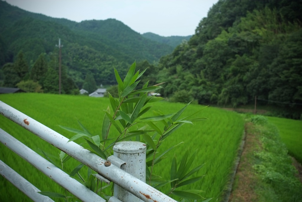 明日香村 栢森