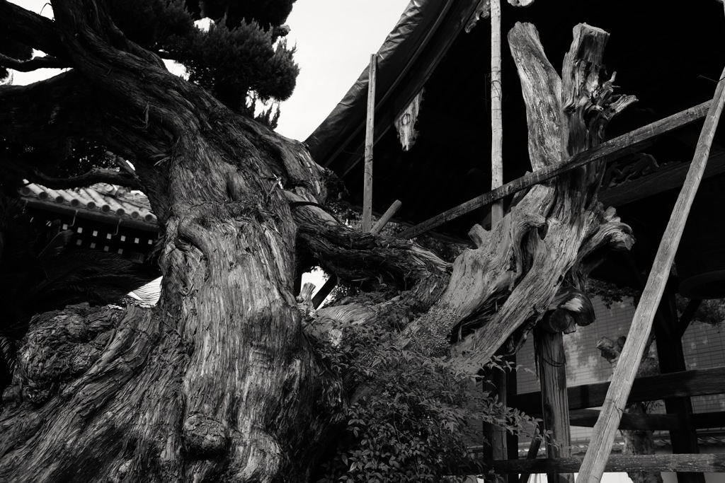 大阪府羽曳野市　西念寺