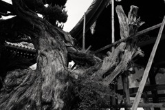 大阪府羽曳野市　西念寺