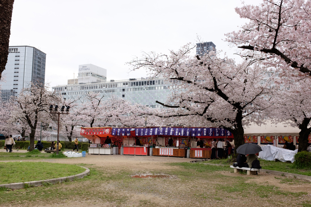 大阪市都島区　毛馬桜之宮公園の桜