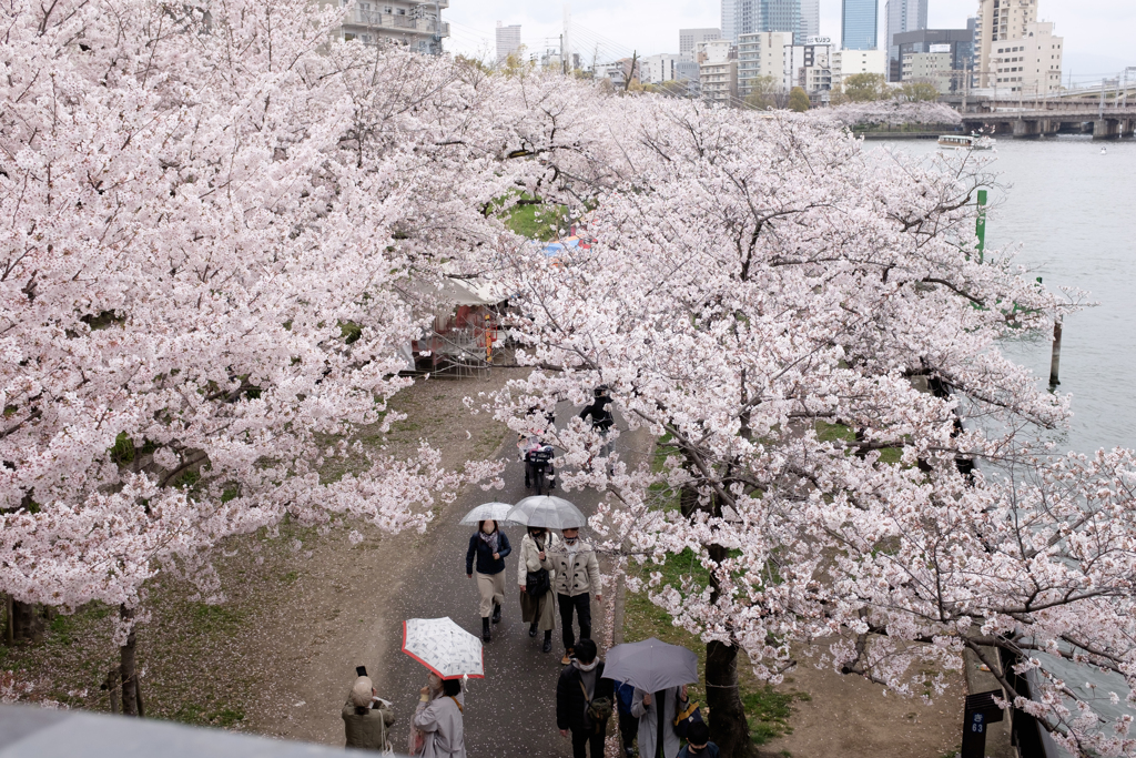 大阪市都島区　毛馬桜之宮公園の桜